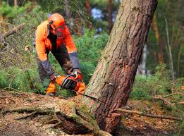 Best Storm Damage Tree Cleanup  in Unionville, NC