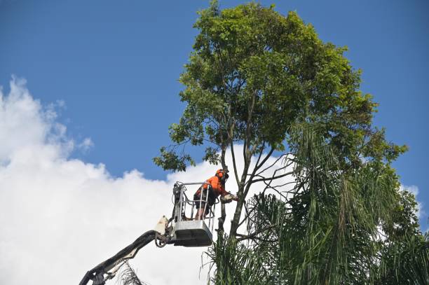 Best Tree Removal  in Unionville, NC