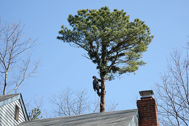 Best Tree Risk Assessment  in Unionville, NC